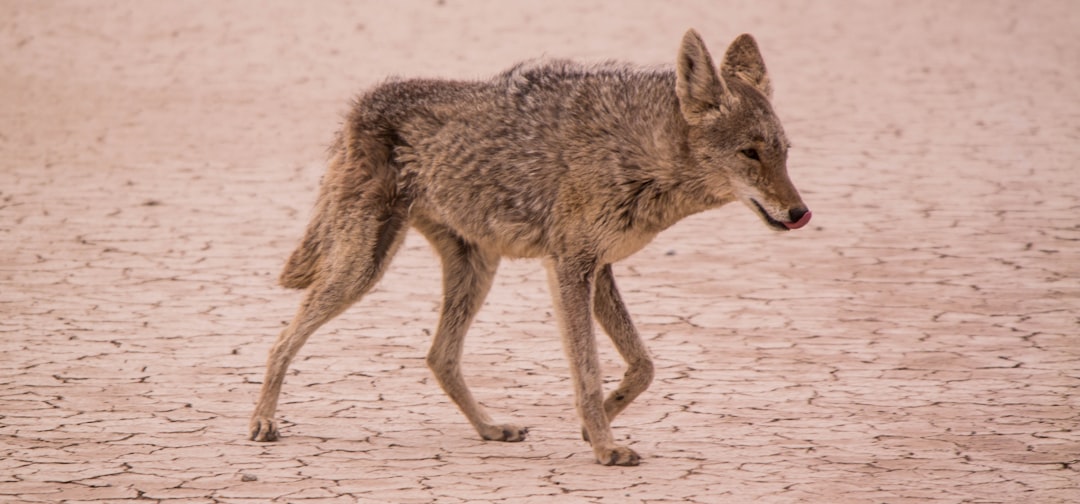  coyote walking on desert during daytime coyote