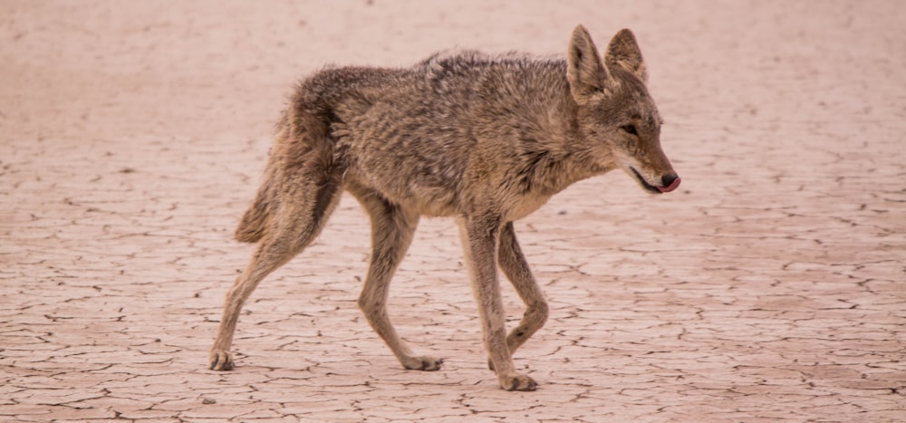 A coyote licking its lips as it walks across a barren wasteland
