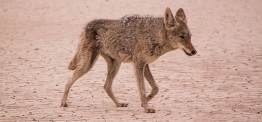 coyote walking on desert during daytime in Death Valley United States