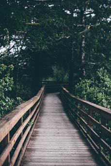 wooden bridge between tress