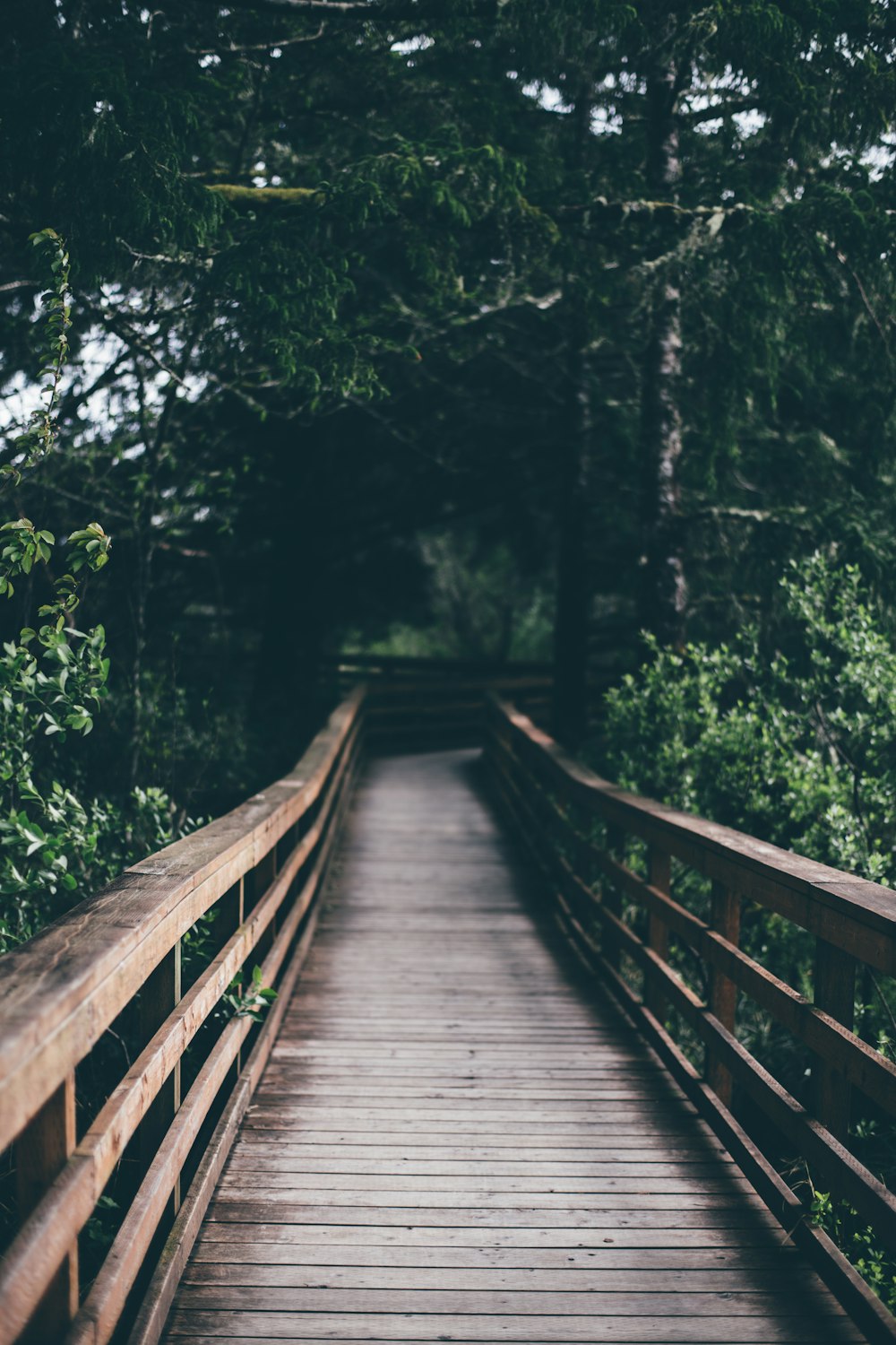 pont en bois entre les arbres