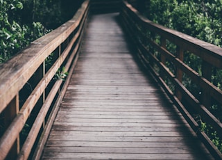 wooden bridge between tress