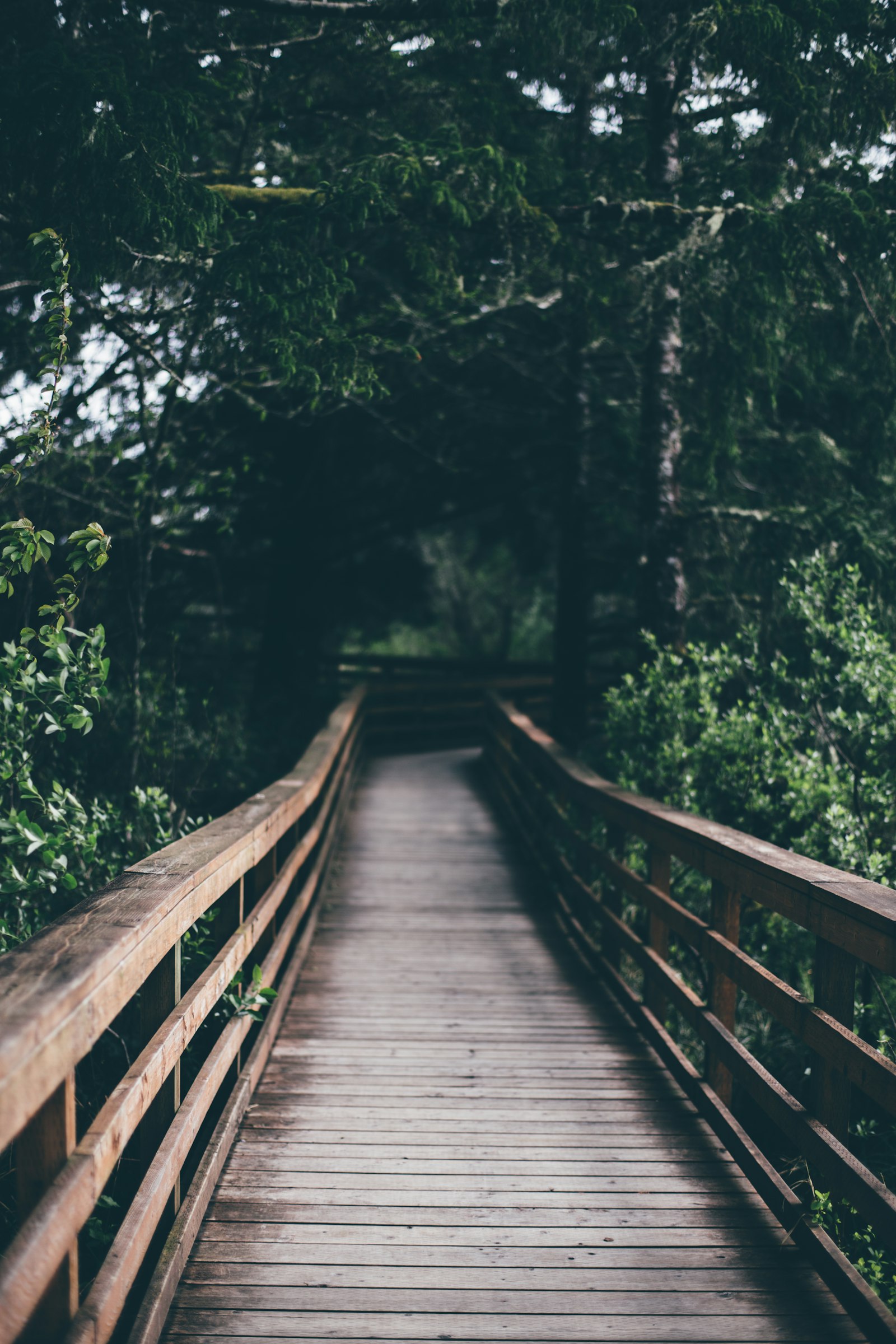 ZEISS Planar T* 50mm F1.4 sample photo. Wooden bridge between tress photography