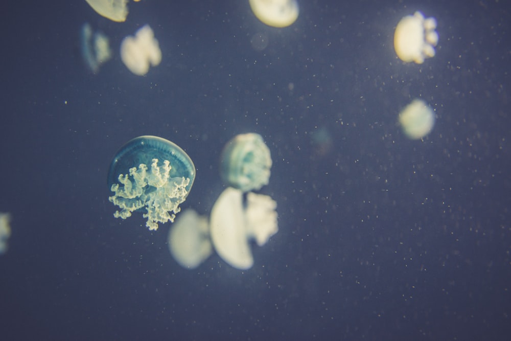 a group of jellyfish floating in the water