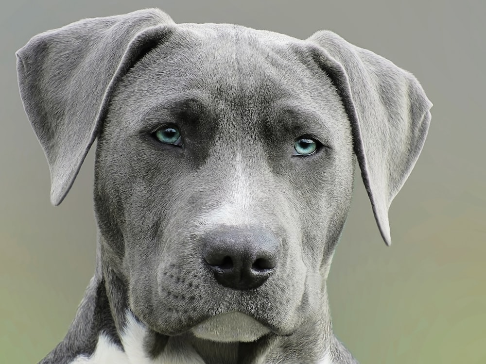 昼間の灰色の犬のフォーカス写真