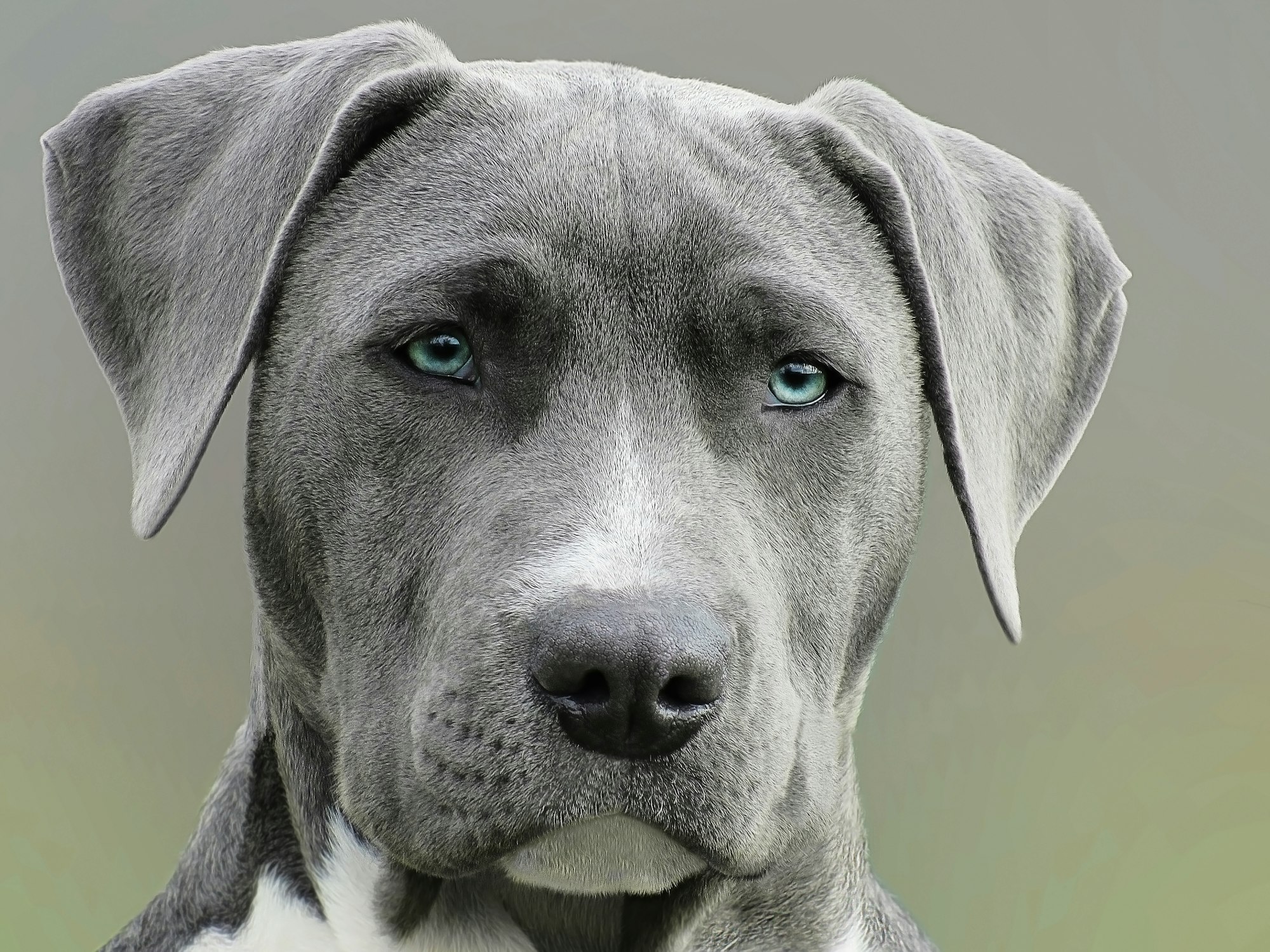 Gray Dogs: Mystique and Elegance in Every Shade!