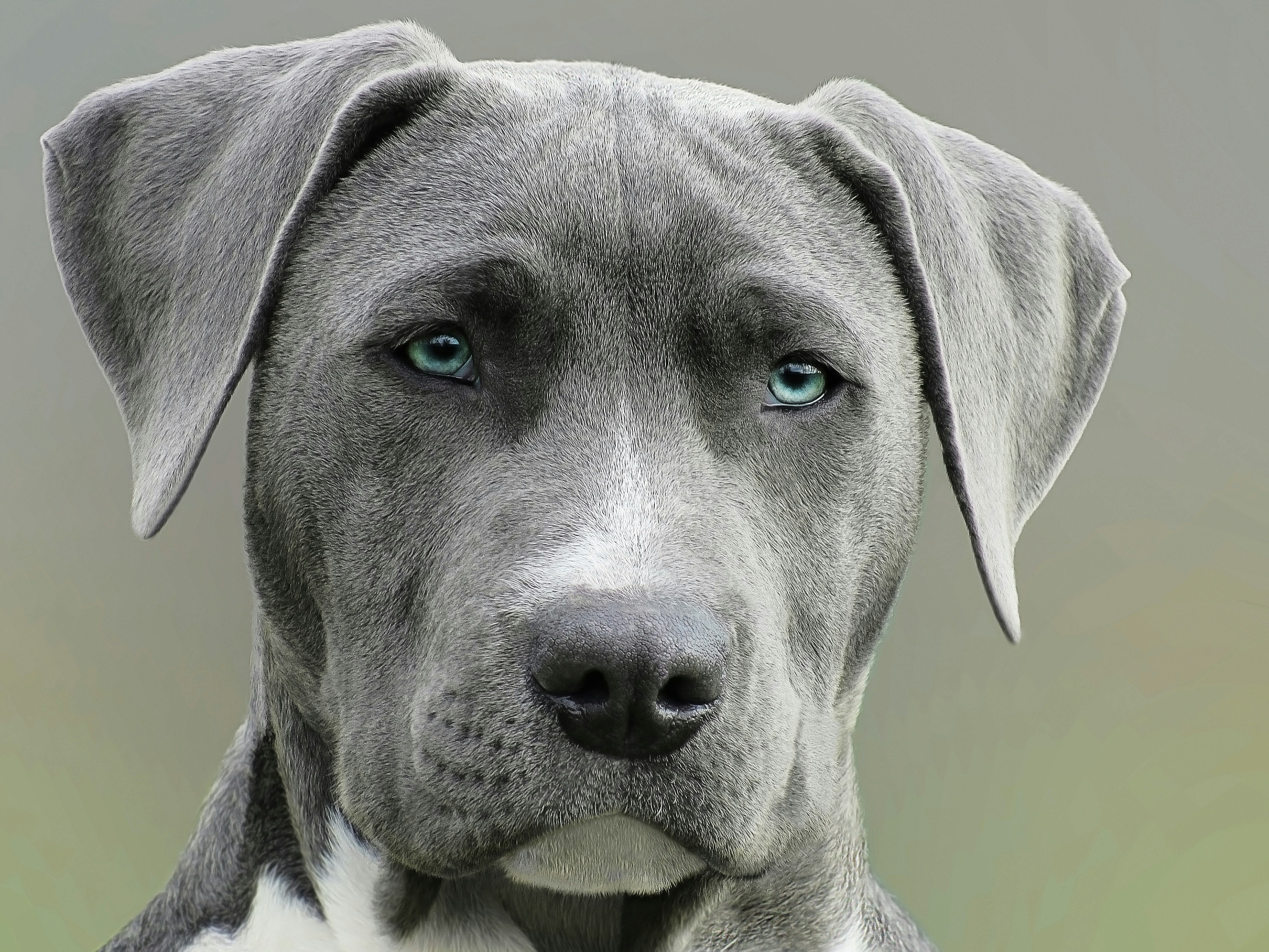 I photographed this amazing dog in a small park. He was with his “master”, who was a little kid, not much bigger than his pet. The original photo was VERY unsightly, but I saw something amazing behind this “unsightness”. I took it home, passed it through Photoshop, and the result was a wonderful sight! It’s like I can see this ordinary animal’s personality! (If you want to see a before-and-after, check out http://rotalex.wixsite.com/photography/about at the end of the page) Eventually, I started a photo album named “Animal Close-Up’s”, this photo (Dog (close-up)), being Close-Up no. 1.
