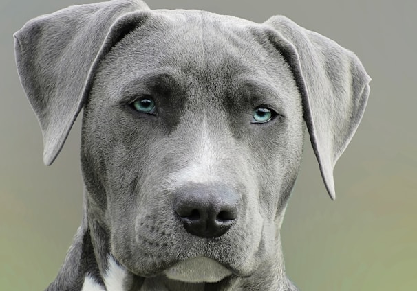 focus photography of grey dog during daytime