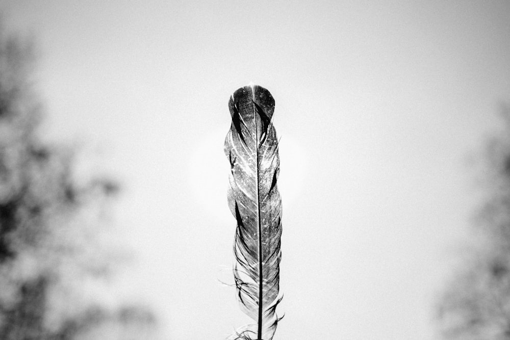 Foto en escala de grises de la pluma