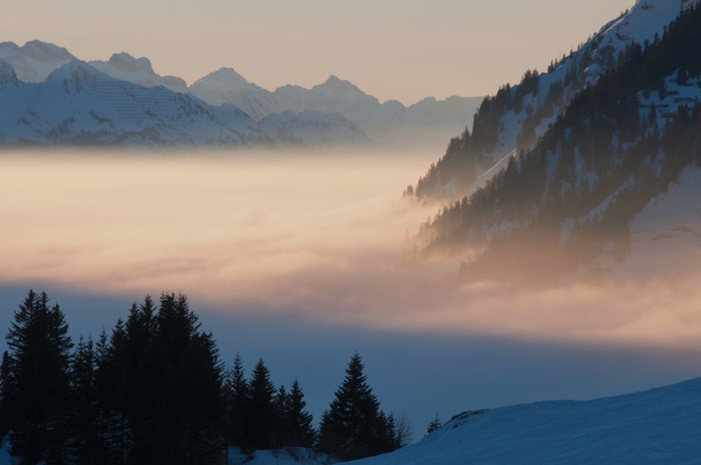 Waldbedeckung mit Nebel
