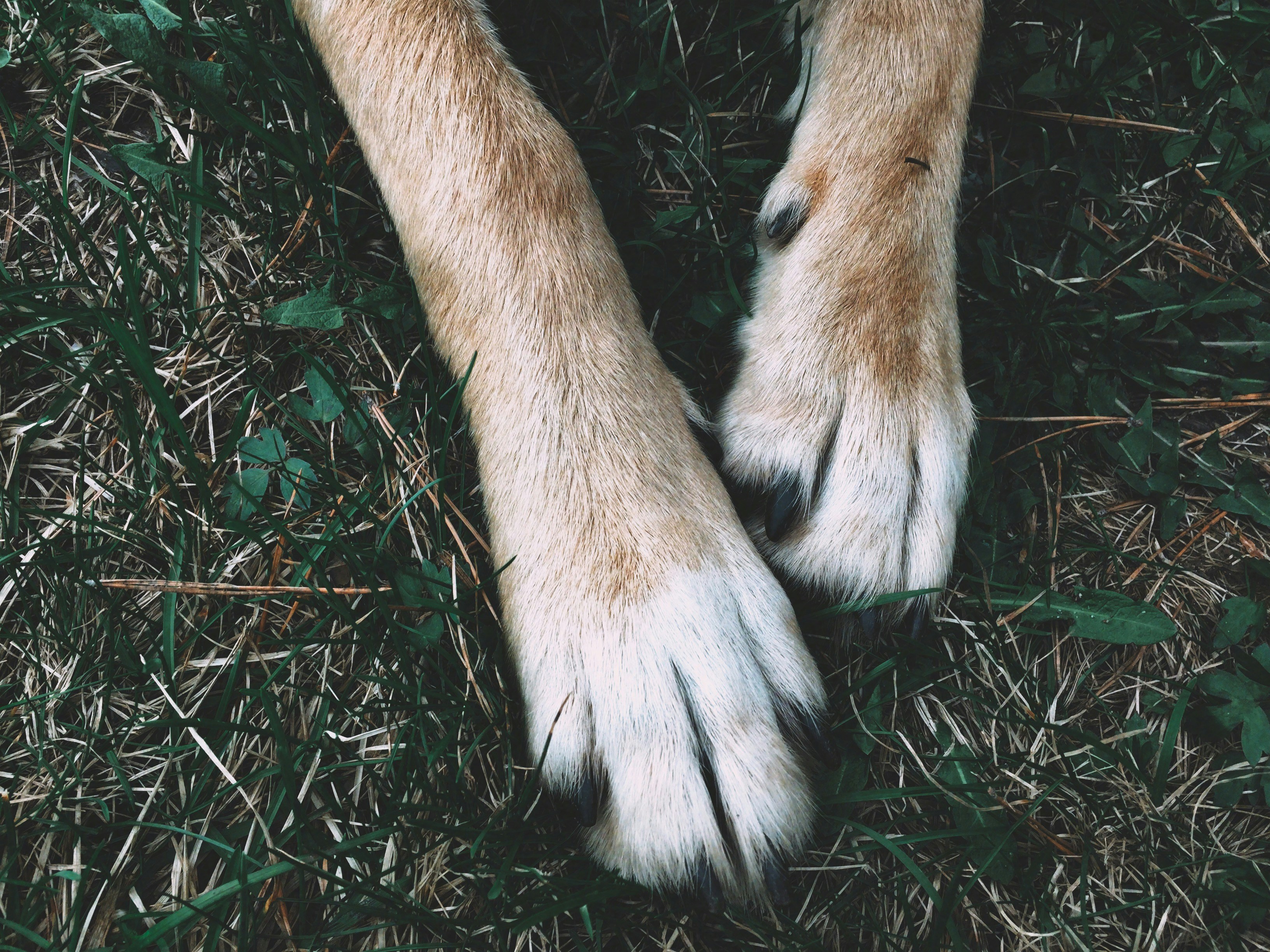 Free Unsplash photo from Dilyara Garifullina