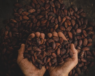 person holding dried beans