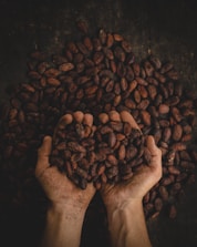 person holding dried beans