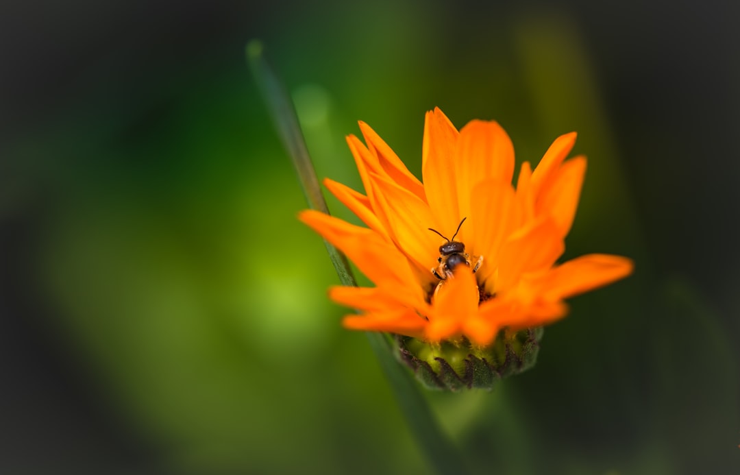 orange petaled flower