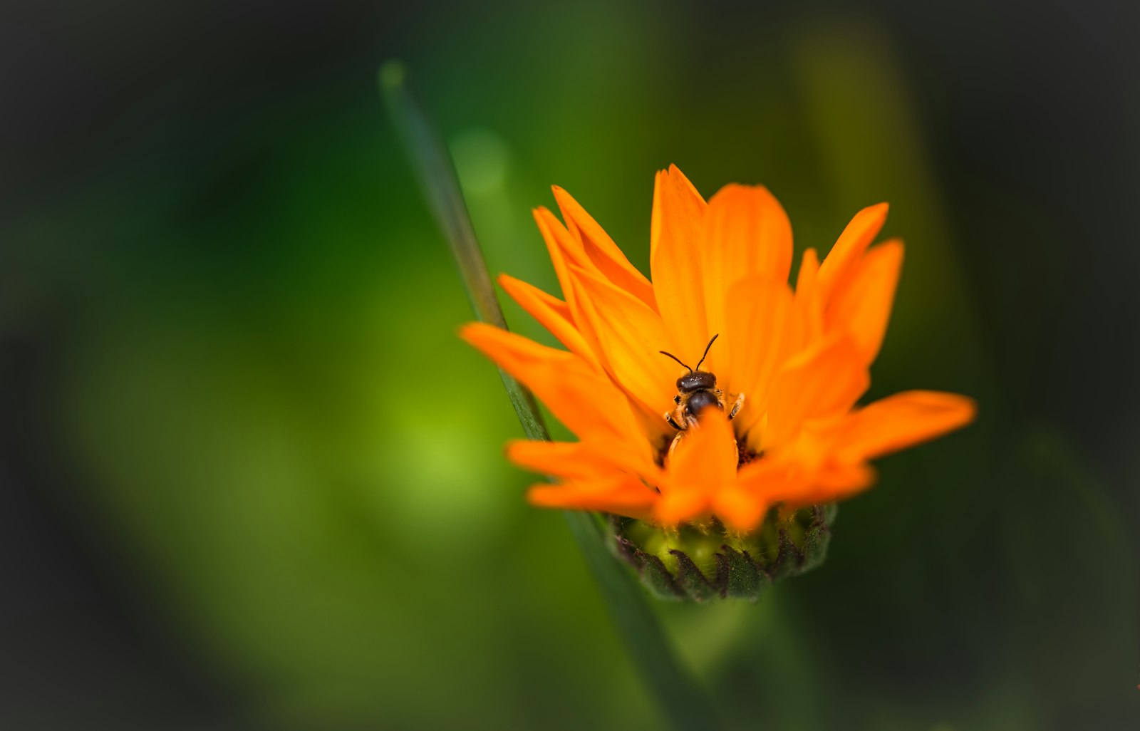 Nikon D810 + Nikon AF-S Micro-Nikkor 105mm F2.8G IF-ED VR sample photo. Orange petaled flower photography