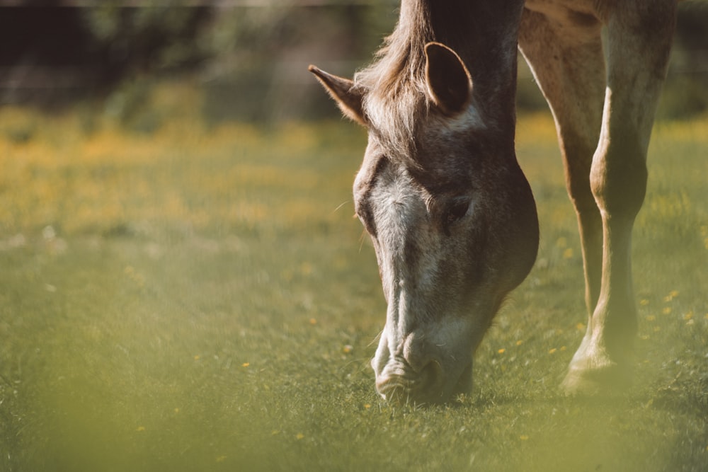 shallow focus photography on gray horse