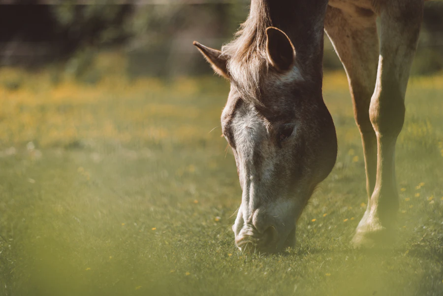 아르덴 바이츠 스피어민트 미니