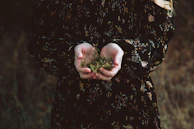 Close-up of hands holding freshly picked medicinal herbs in a sunlit garden.