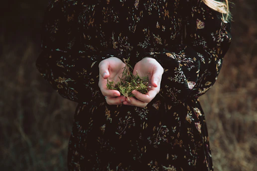 Close-up of hands holding freshly picked medicinal plants in a sunlit Mediterranean forest