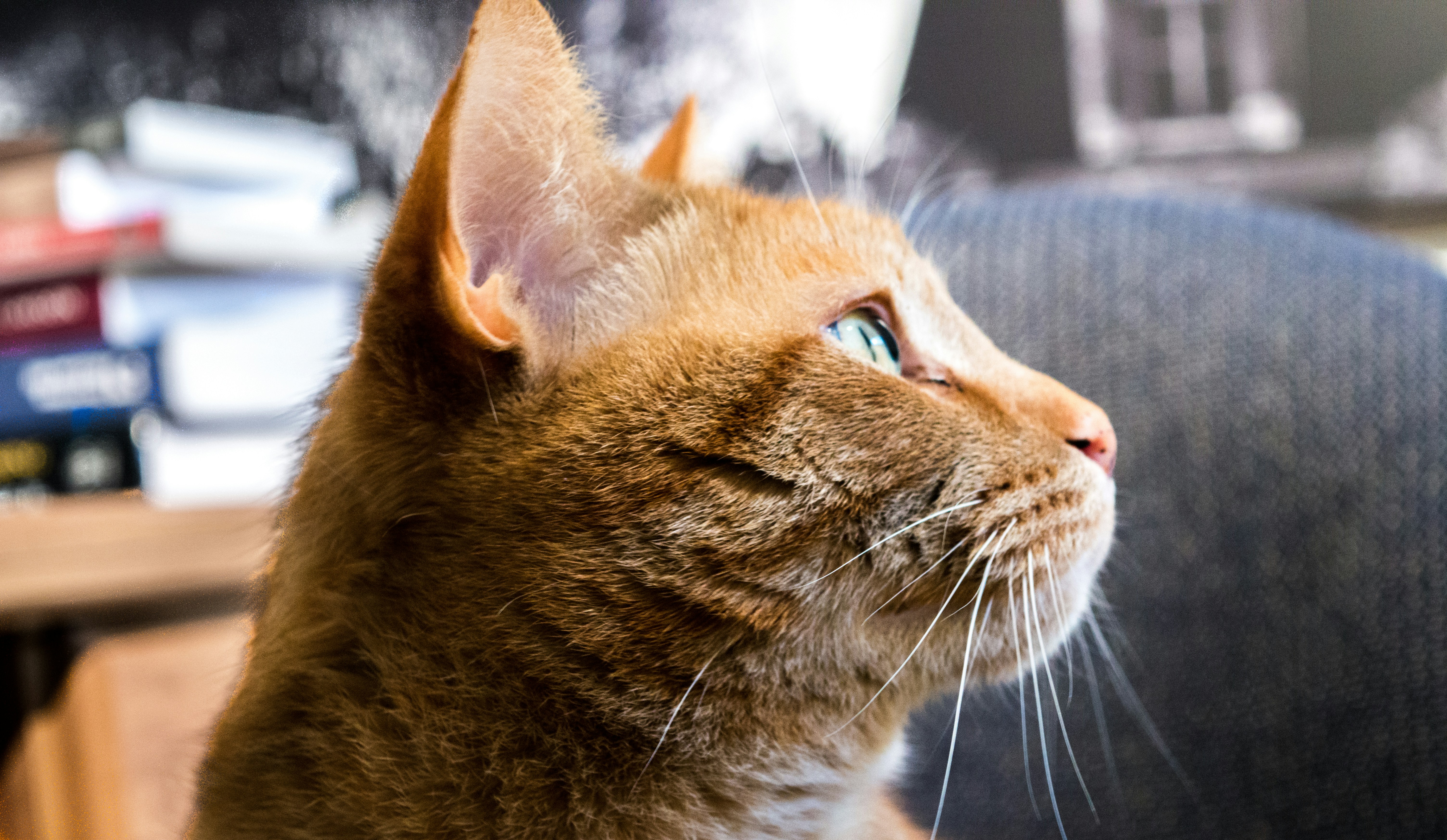 Free Unsplash photo from Julien Samson