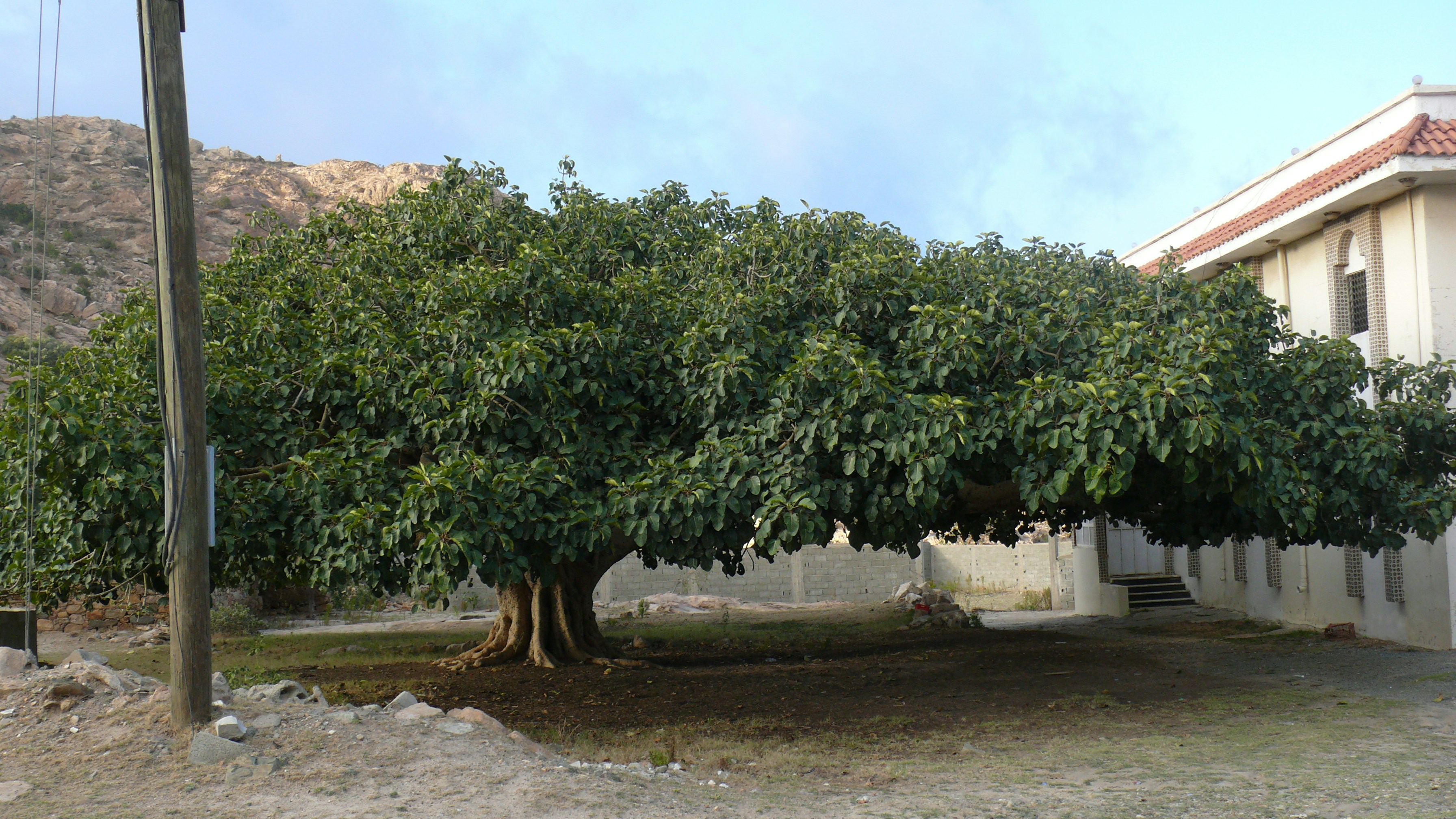 Free Unsplash photo from saad alamri