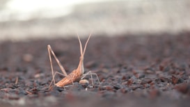A brown insect with long, slender legs and antennae is positioned on a rocky surface. The focus is on the insect, with the background in soft focus, creating a sense of depth.