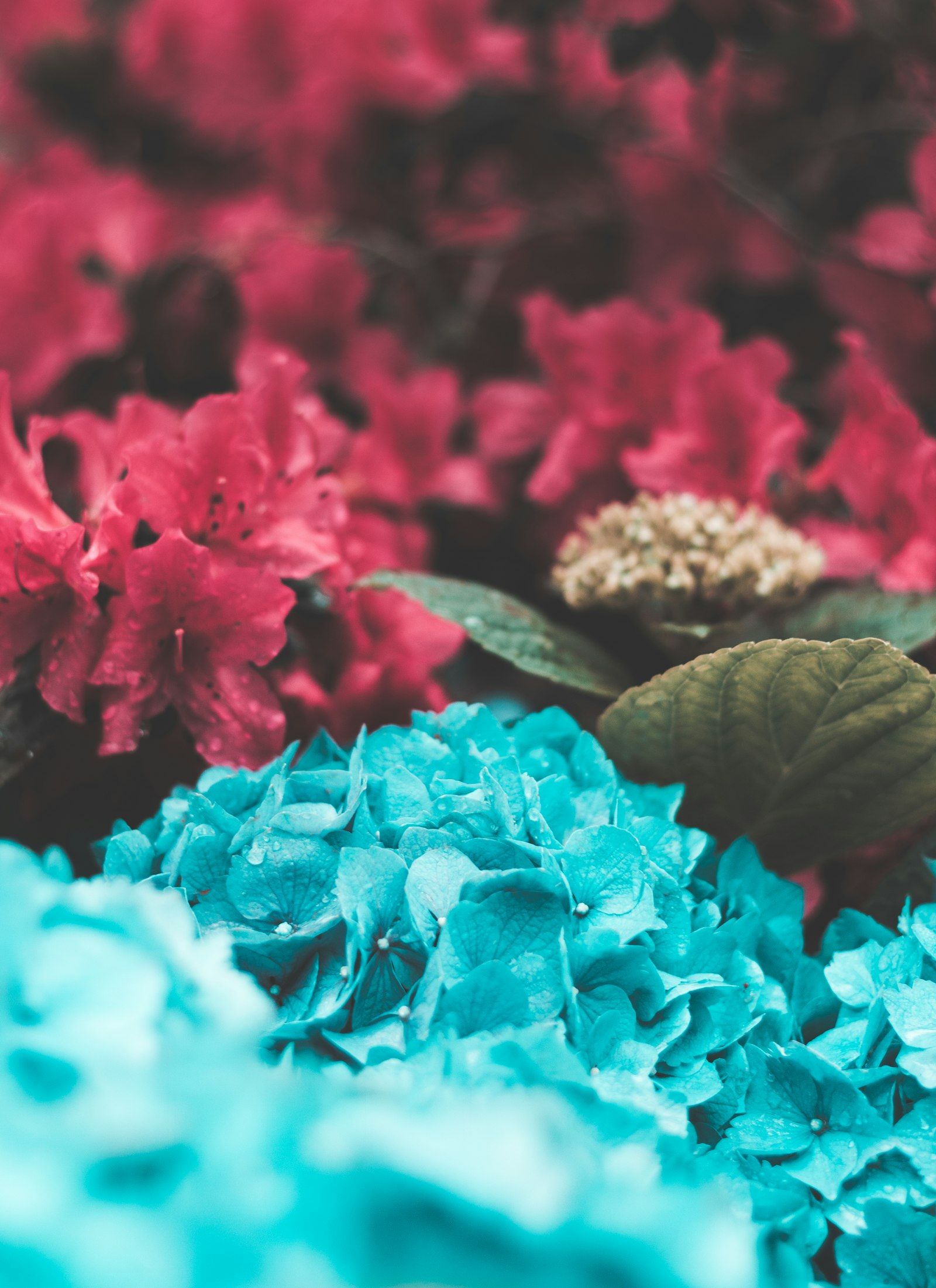 Canon EOS 750D (EOS Rebel T6i / EOS Kiss X8i) sample photo. Red and teal flowers photography