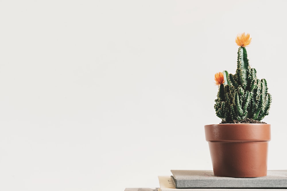 green cactus plant with orange flowers on top of the table