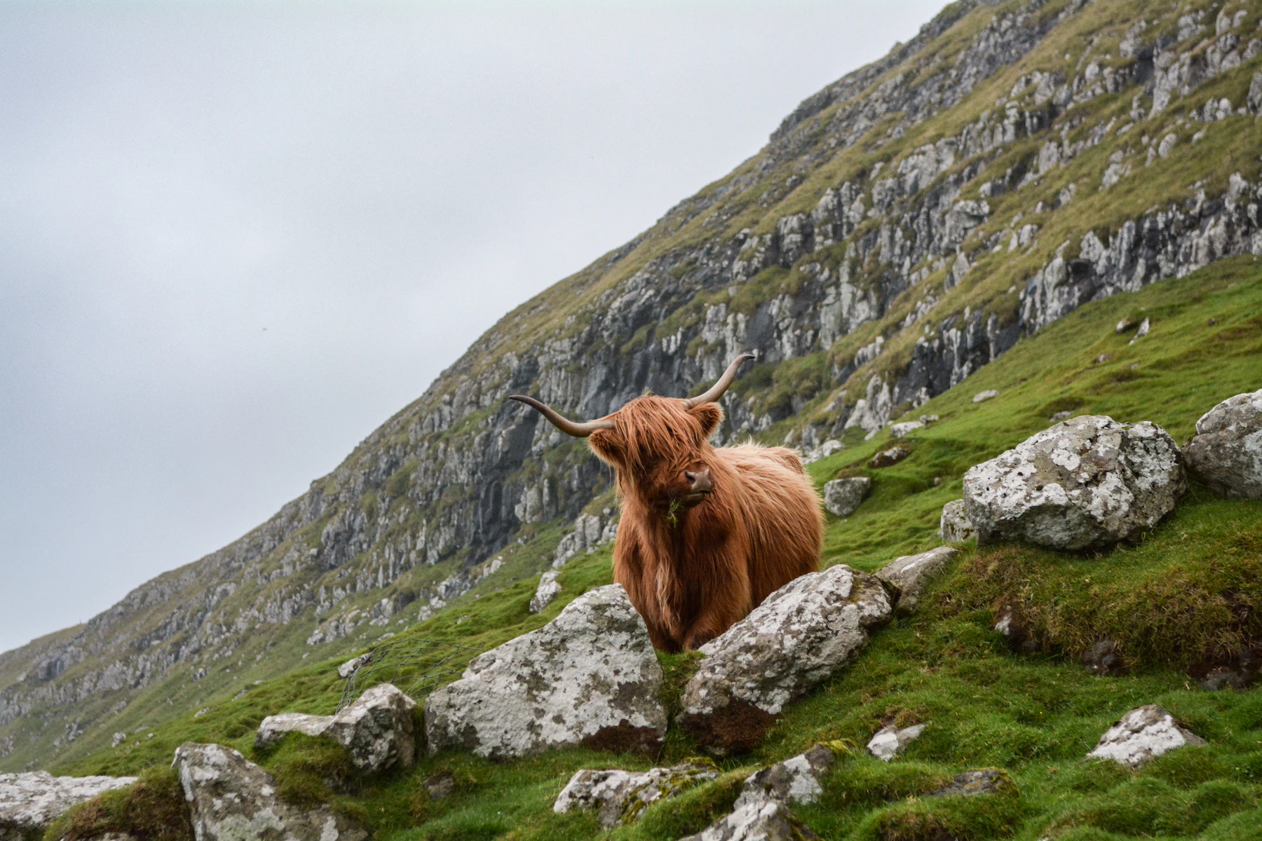 A Highland cow standing on a rocky green hillside in Scotland