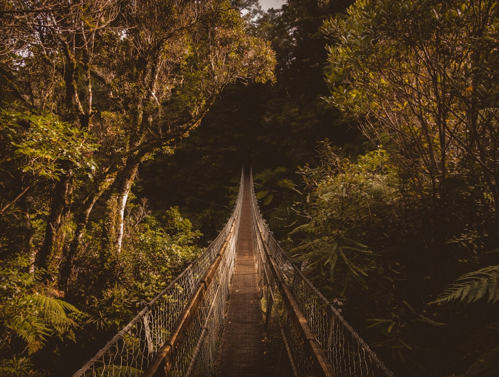 ジャグルの真ん中にある茶色の橋