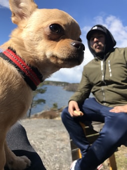 A small dog with light brown fur and a red collar is in the foreground, looking sideways. In the background, a person wearing a hooded green jacket and a cap is sitting on a chair, holding a piece of food. The setting appears to be outdoors near a body of water with a clear sky and a few clouds.