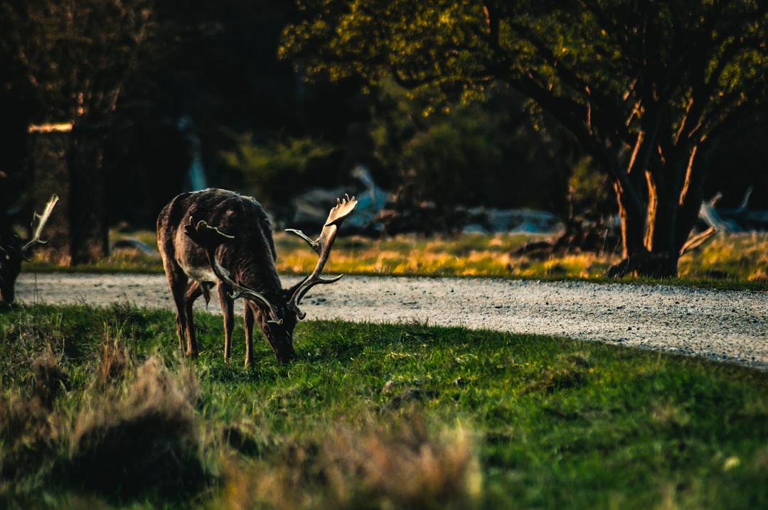 Wildlife photo spot Jægersborg Dyrehave Orø