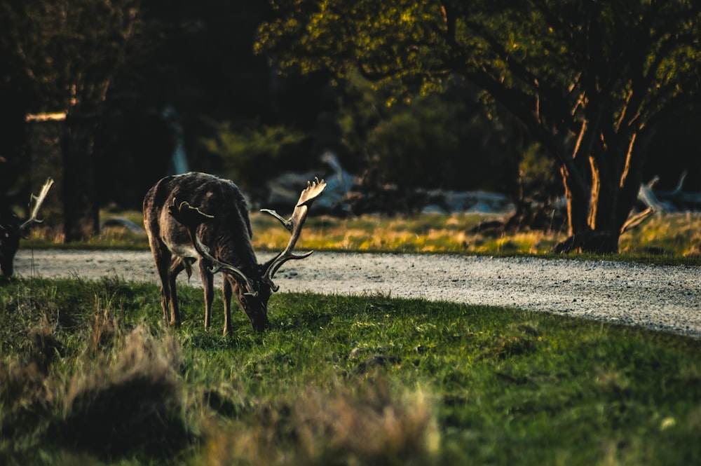 black reindeer eating grass