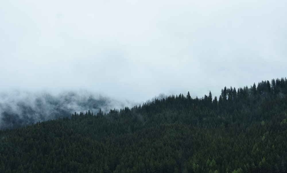 forest view on cloudy sky during day time