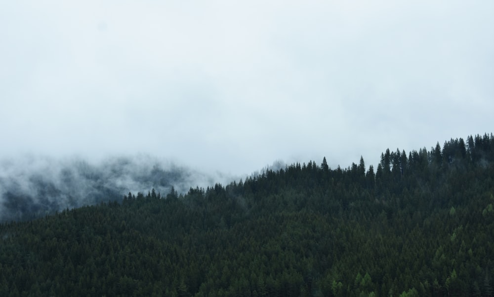 Vista del bosque en el cielo nublado durante el día