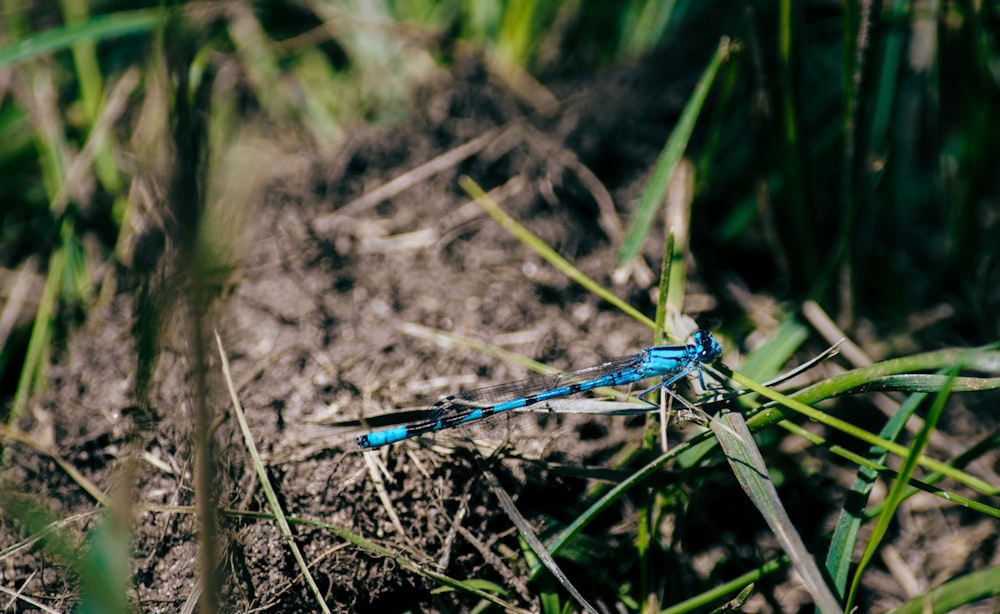 selective focus photography of blue dragonfly