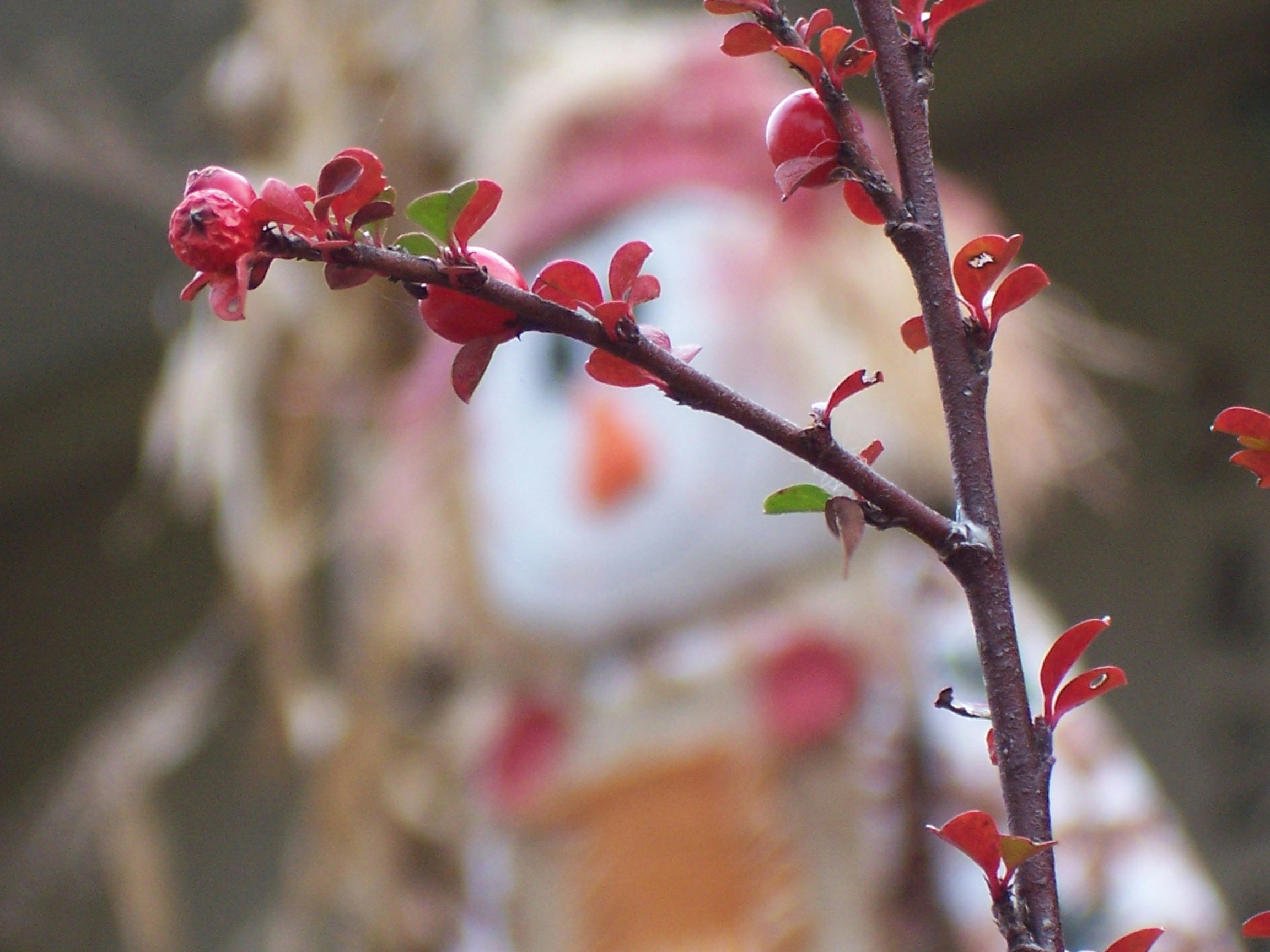 Free Unsplash photo from Glenn Trevisan