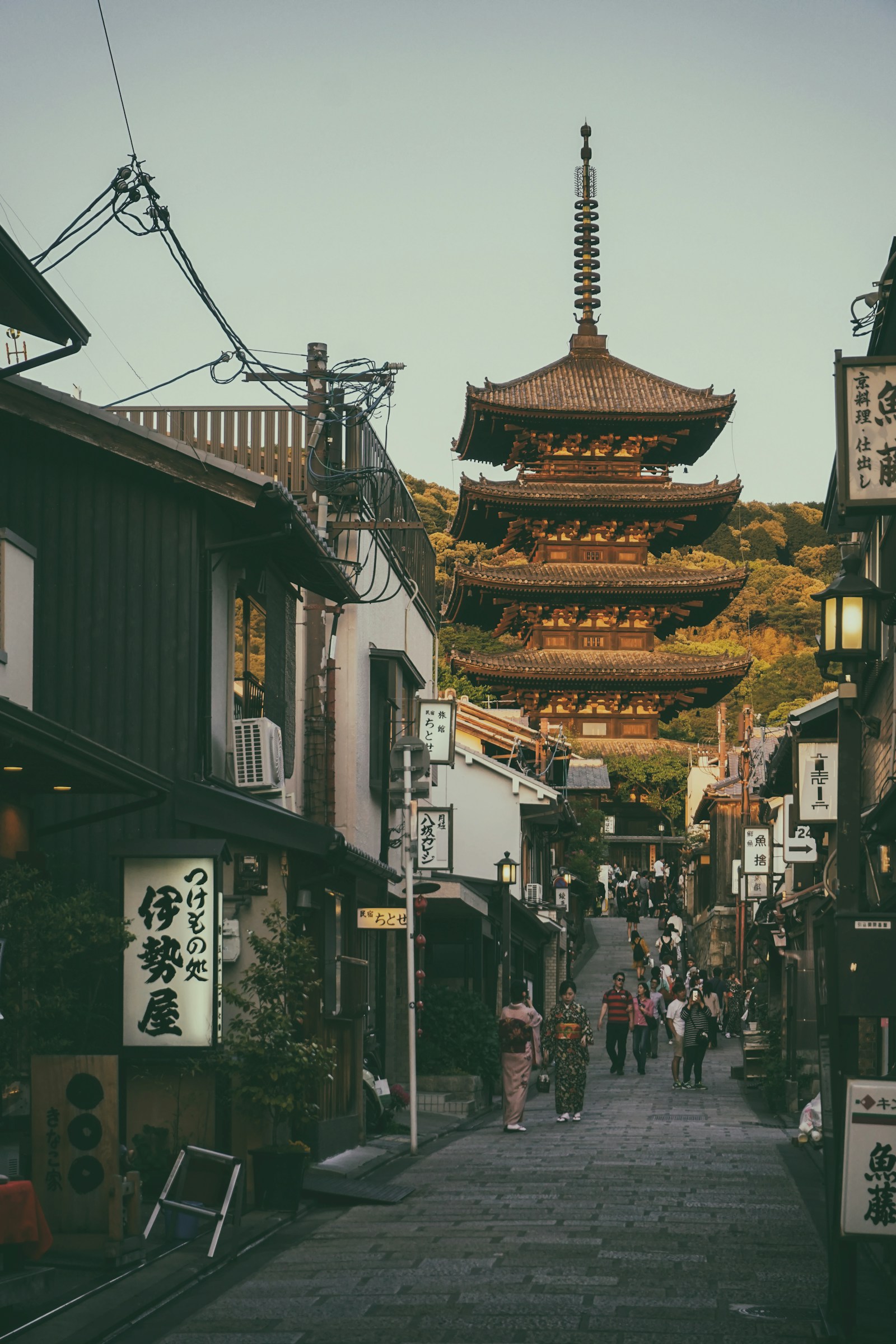Cerisiers en fleurs au Japon