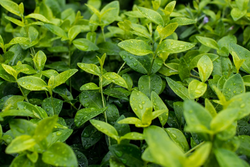 green leaves full of raindrops