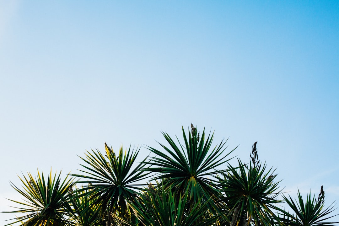 green leaf plants under clear sky