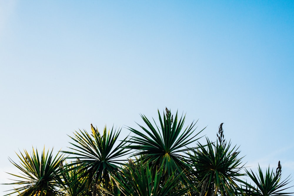 plantas de folhas verdes sob céu claro