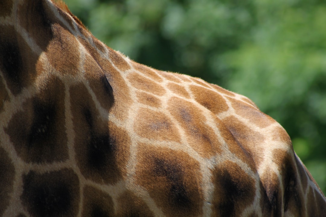 Wildlife photo spot Marwell Zoo Dorset