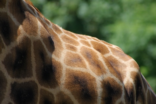 giraffe back during daytime in Marwell Zoo United Kingdom