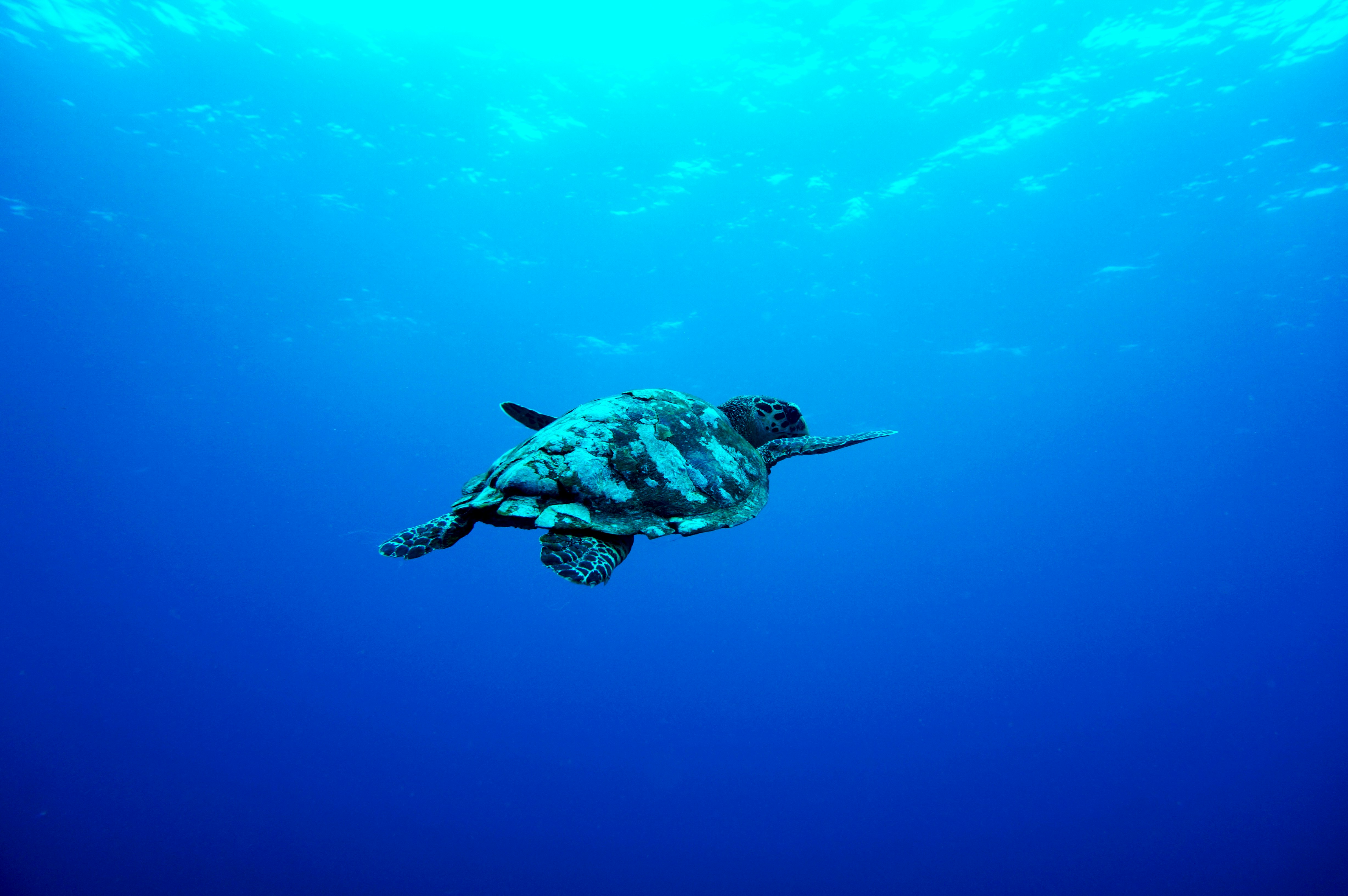 gray turtle swimming under the sea