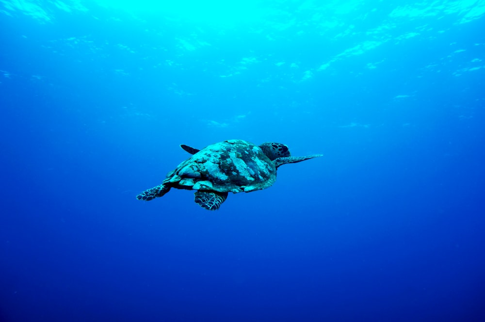 gray turtle swimming under the sea