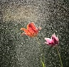 red and pink flowers