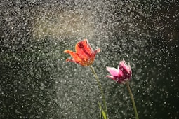 red and pink flowers