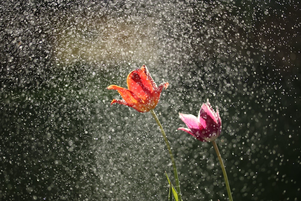 red and pink flowers