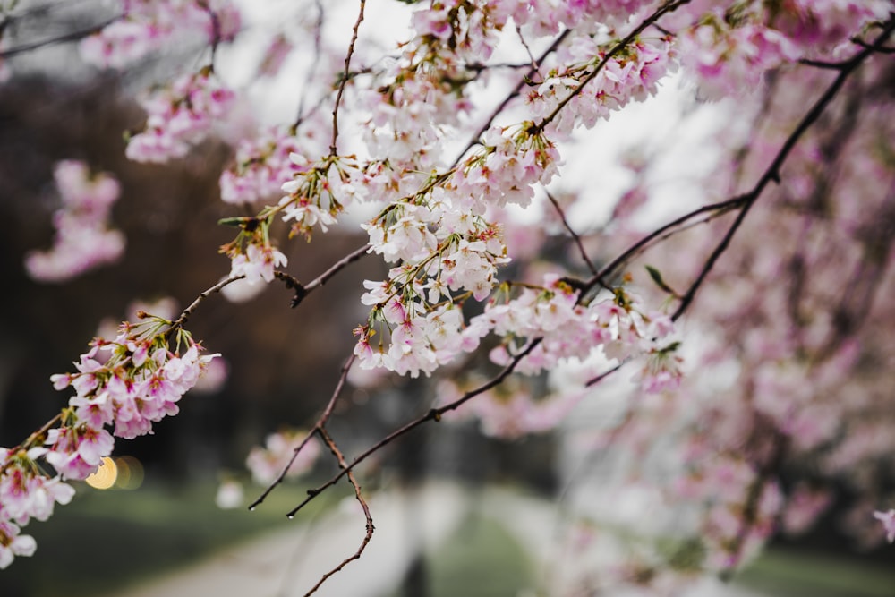 tilt shift lens photography of pink flowers