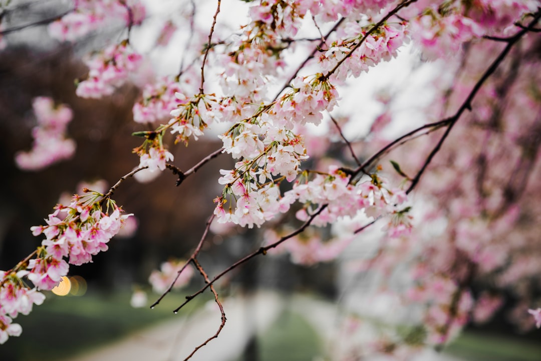 tilt shift lens photography of pink flowers